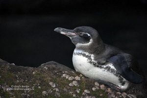 Galapagos Penguin by Paula Booker 